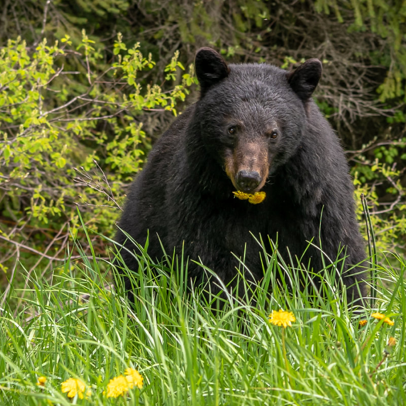 105	Black Bear enjoys Dandelion Salad
