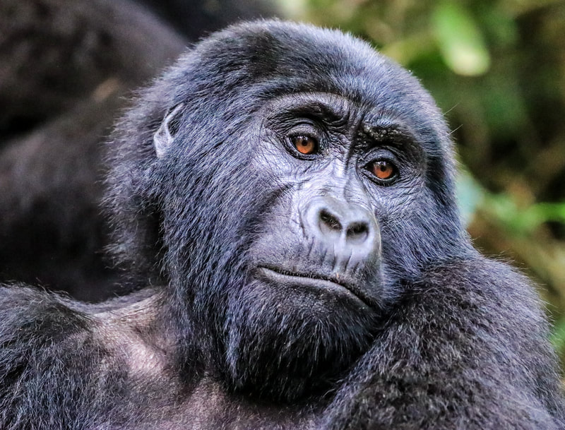 107	Gorilla Uganda
