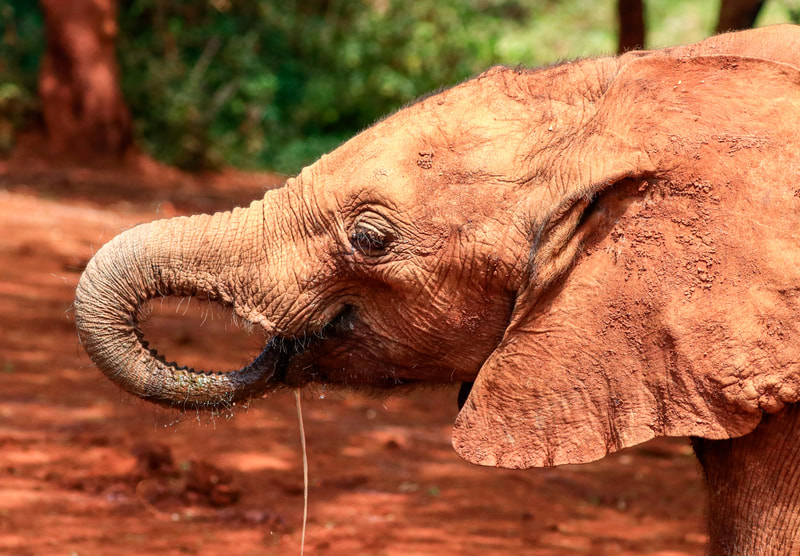 113	Kenya Elephant Calf
